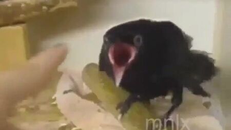 Lustiger Vogel