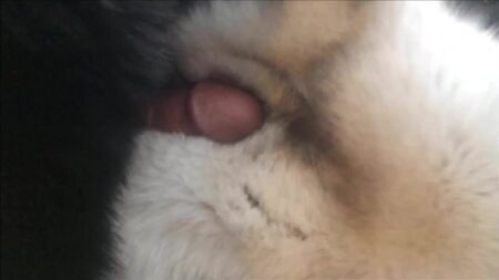 Schneller Cumshot auf blaues Fuchspelz