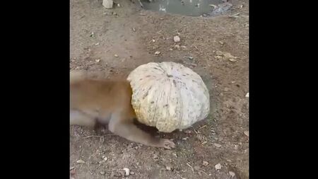 Kluge Hunde