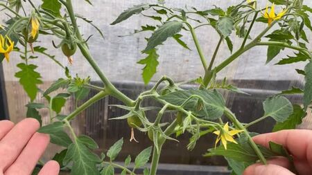 [Ertragreicher Gemüsegarten] Machen Sie keine Fehler beim Erziehen von Zwergtomaten!