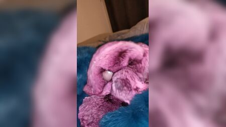 Chinchilla-Fell-Cumshot zweimal hintereinander